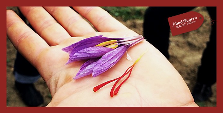 Saffron, the world’s most expensive spice